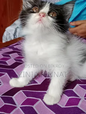 1-3 months Male Purebred Persian