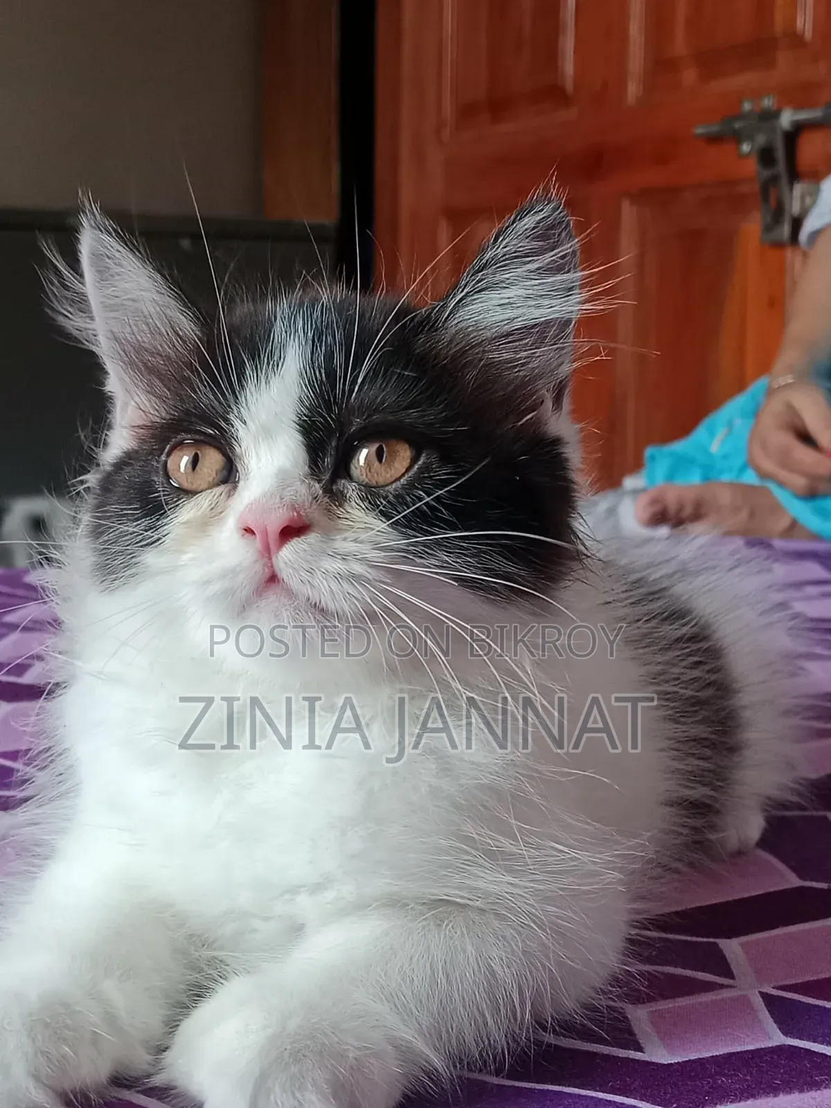 1-3 Months Male Purebred Persian