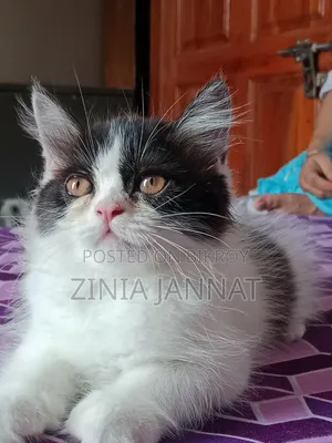1-3 Months Male Purebred Persian