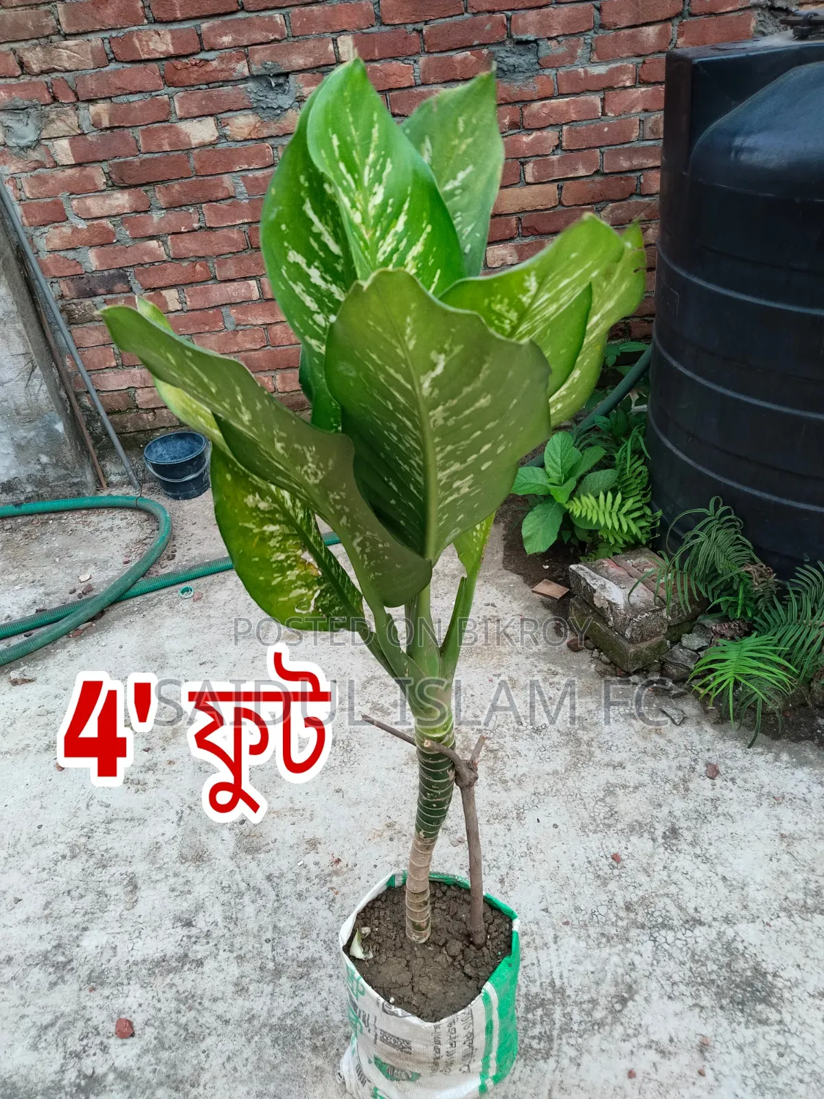 Dieffenbachia Indoor Plant