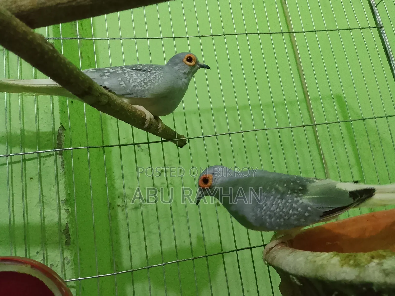 Diamond Dove for Sell