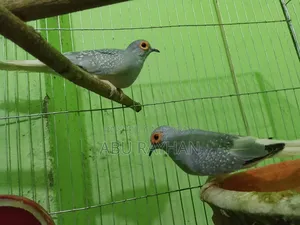 Diamond Dove for Sell