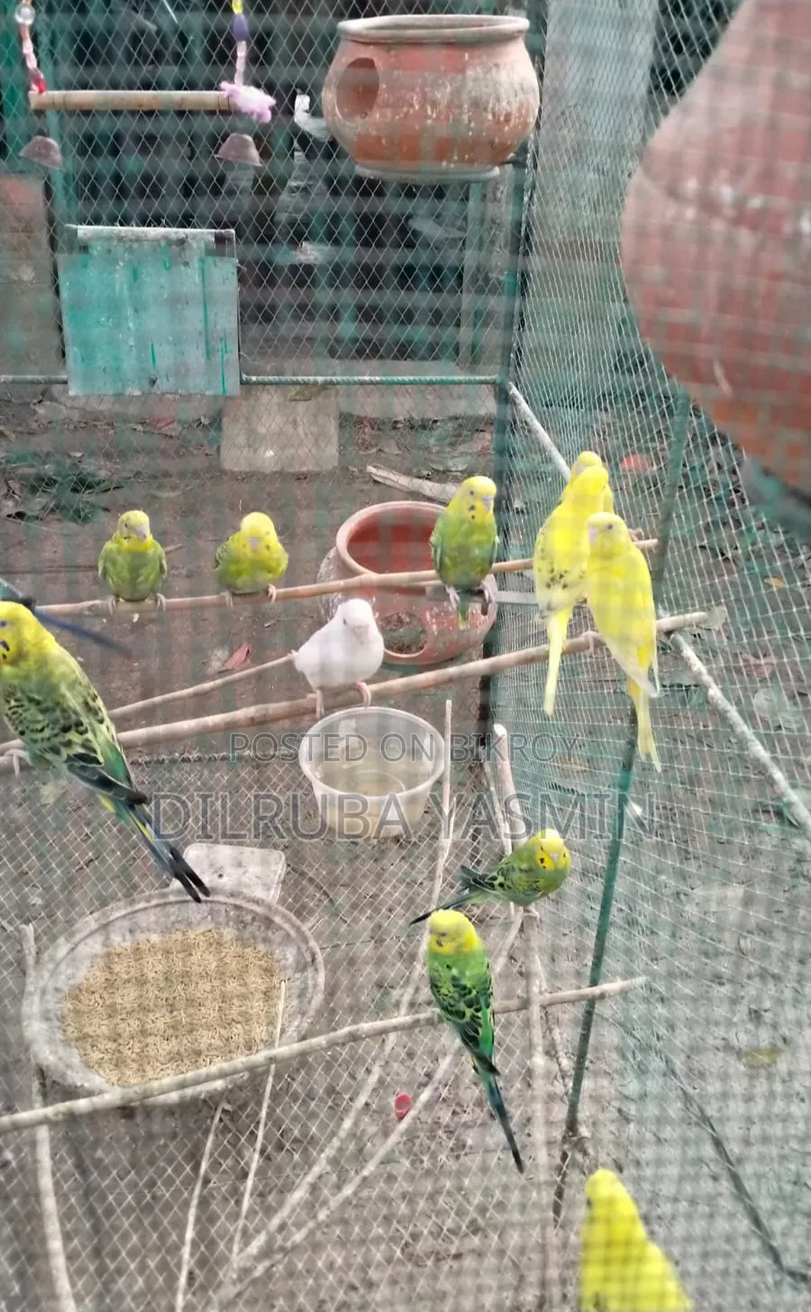 Budgerigar Lot