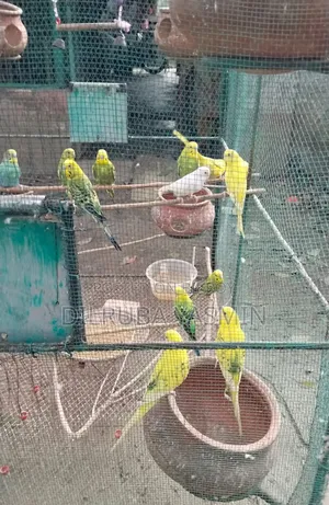 Budgerigar Lot