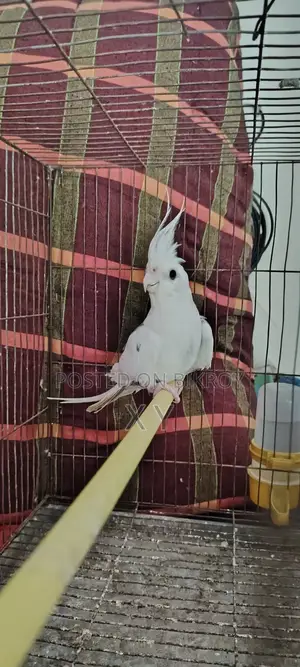 রানিং মেল