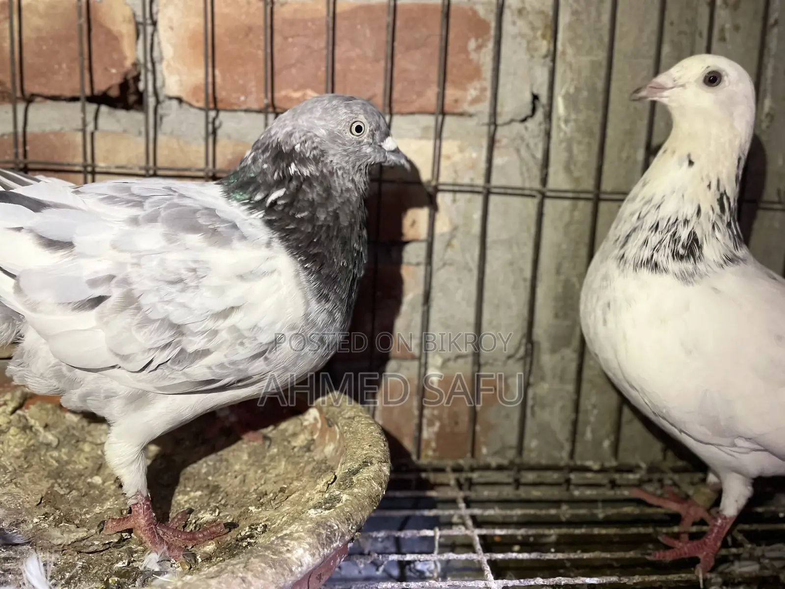 Pigeons for sale