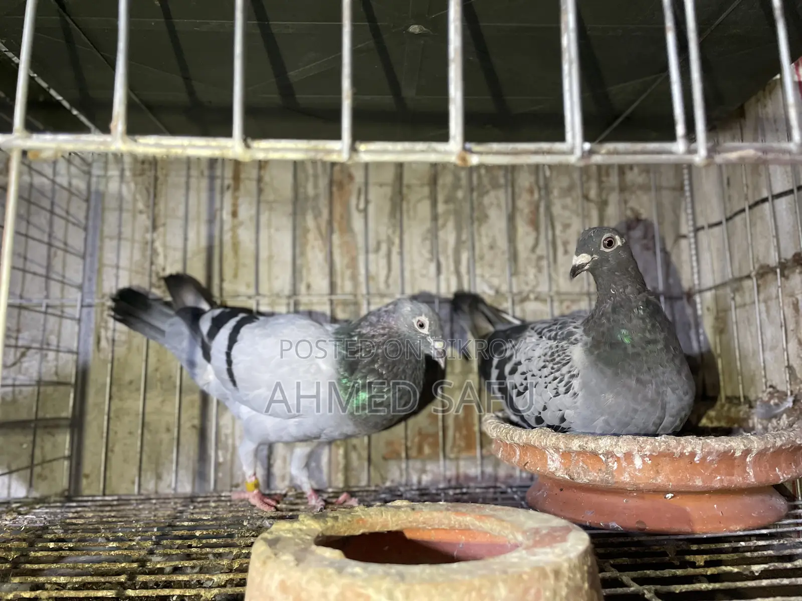 Pigeons for sale