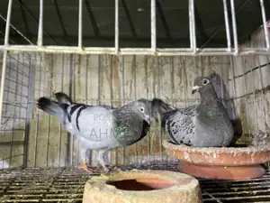 Pigeons for sale