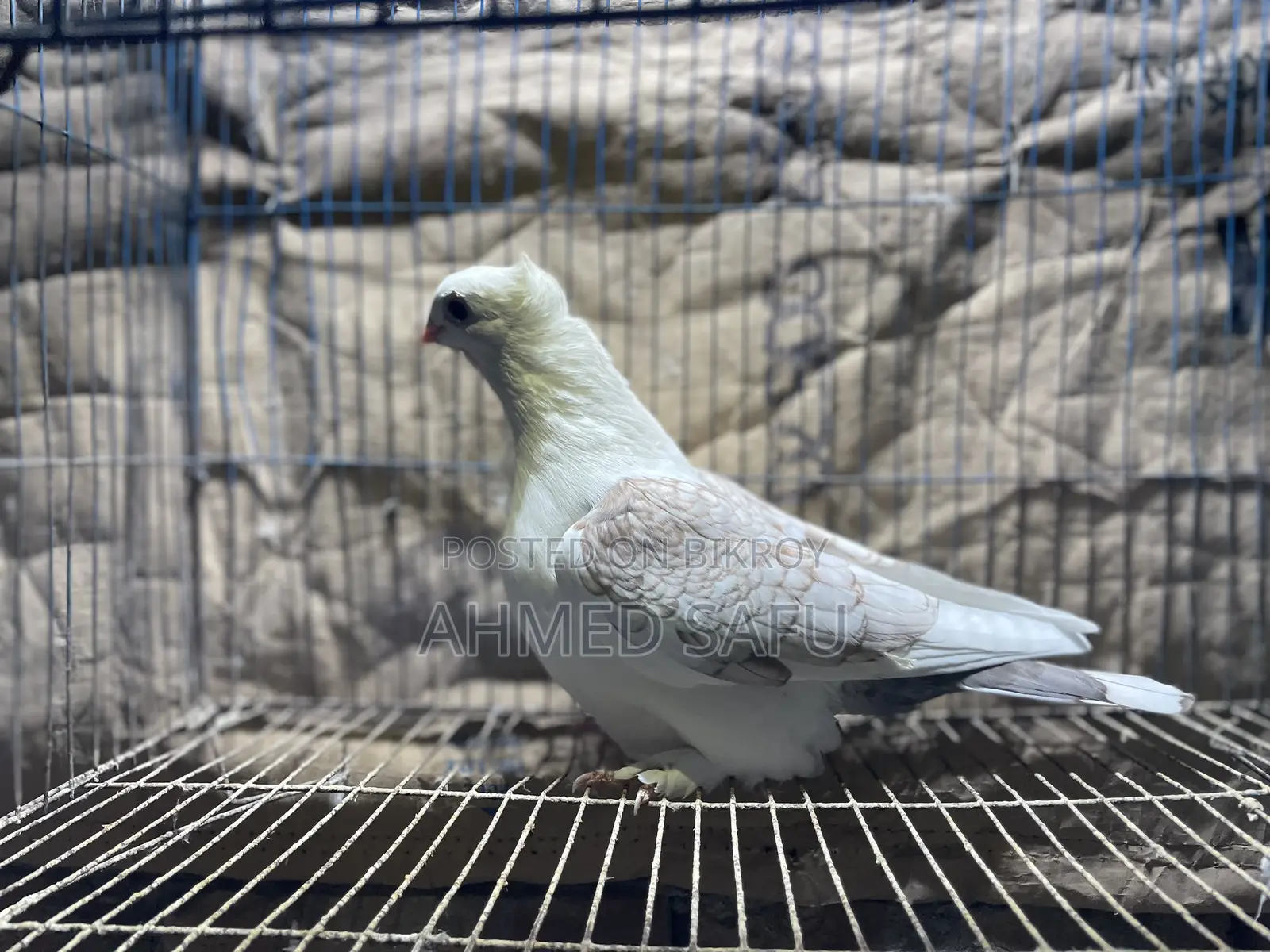 Pigeons for sale