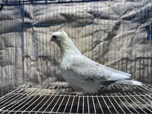Pigeons for sale