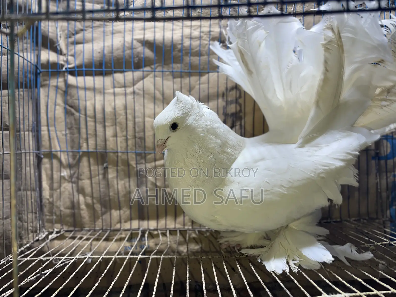 Pigeons for sale
