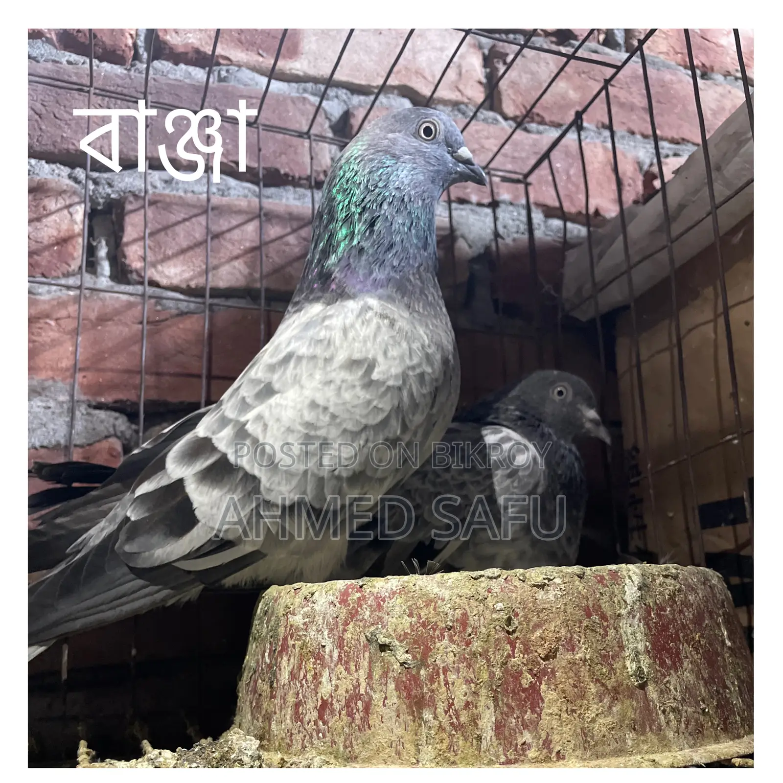 Pigeons for sale