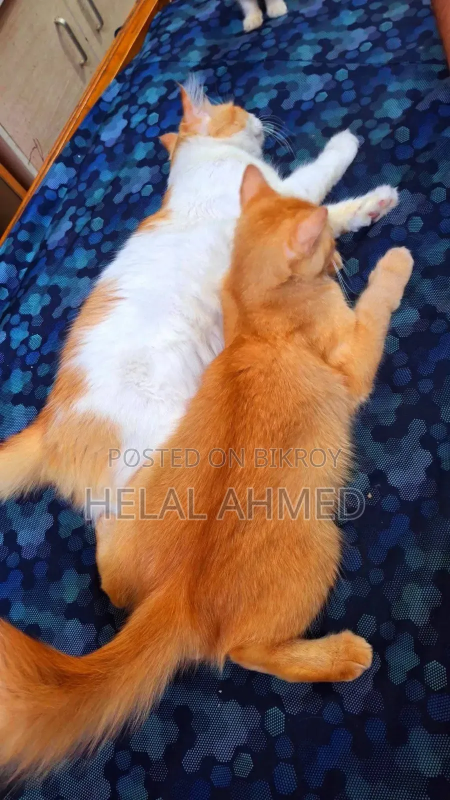 3-6 Months Female Mixed Breed Persian