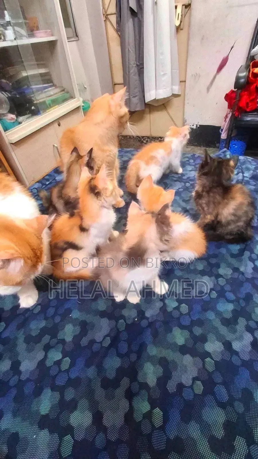 3-6 Months Female Mixed Breed Persian