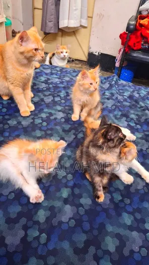 3-6 Months Female Mixed Breed Persian