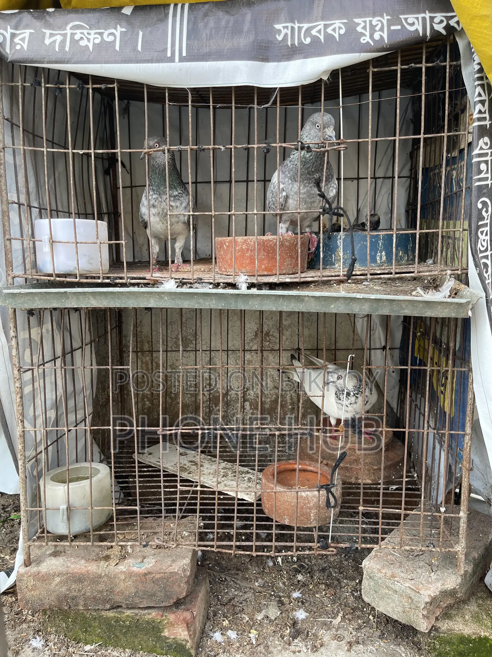 Bird Cages