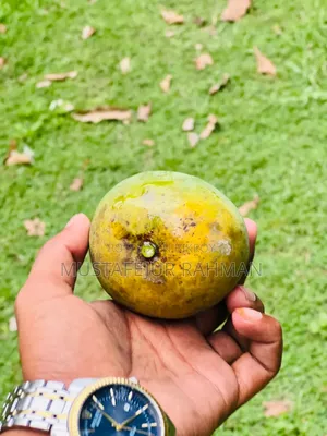Fresh Himsagar Mangoes from Rajshahi