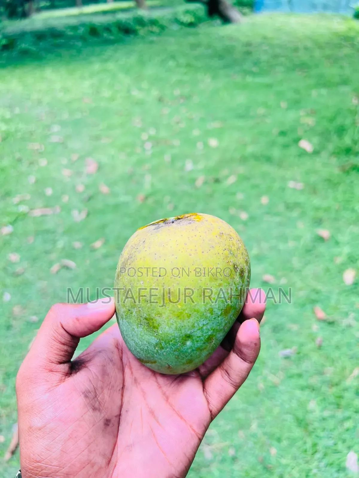 Fresh Himsagar Mangoes from Rajshahi