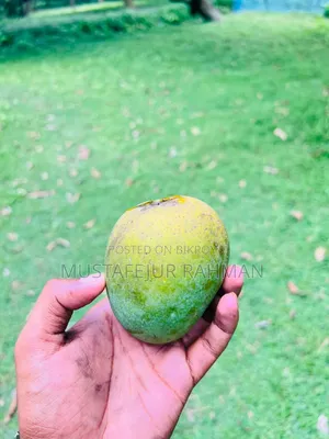 Fresh Himsagar Mangoes from Rajshahi