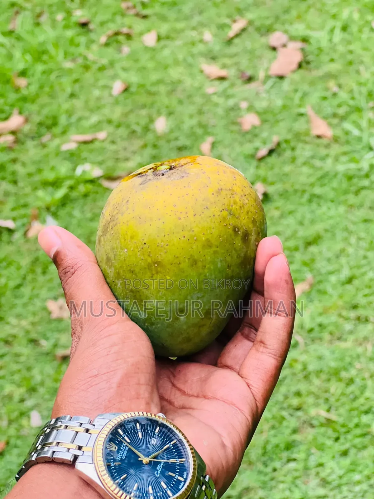 Fresh Himsagar Mangoes from Rajshahi