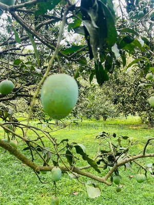 Fresh Himsagar Mangoes from Rajshahi