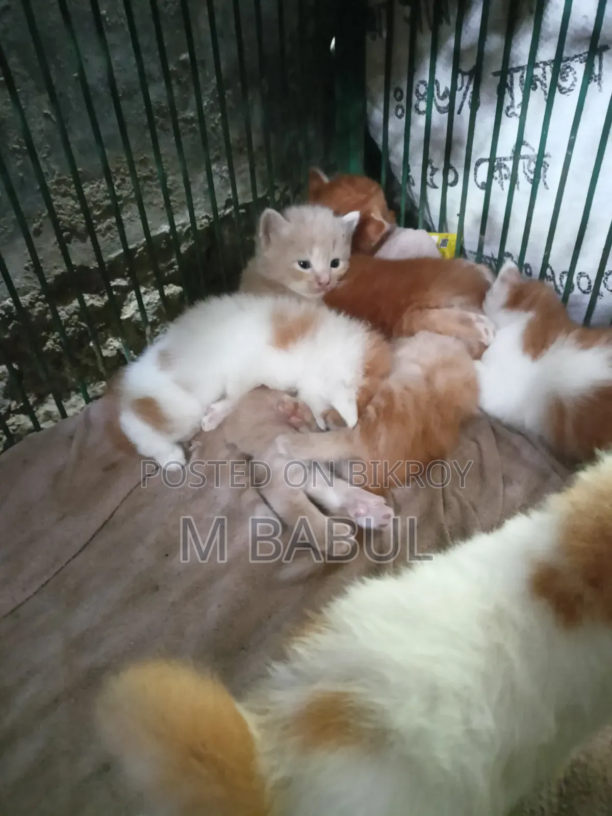 0-1 month Male Mixed Breed Persian