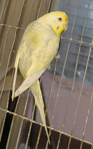 রেইনবো ফিমেল বাজ্রিগার