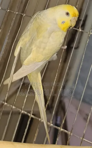রেইনবো ফিমেল বাজ্রিগার