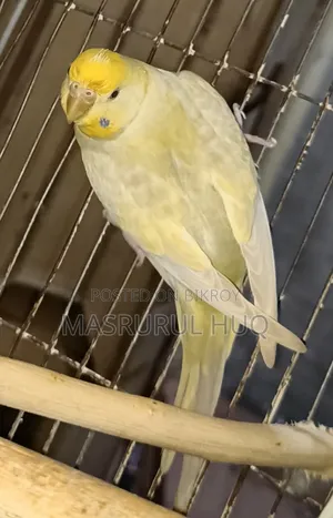 রেইনবো ফিমেল বাজ্রিগার