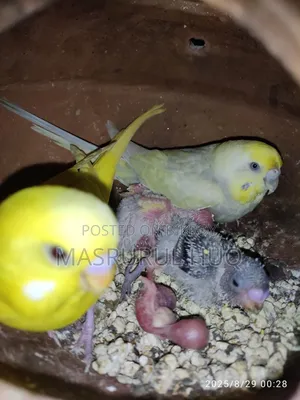 রেইনবো ফিমেল বাজ্রিগার