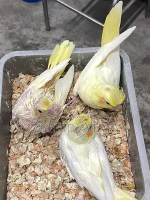 Blue Pineapple Conure Male