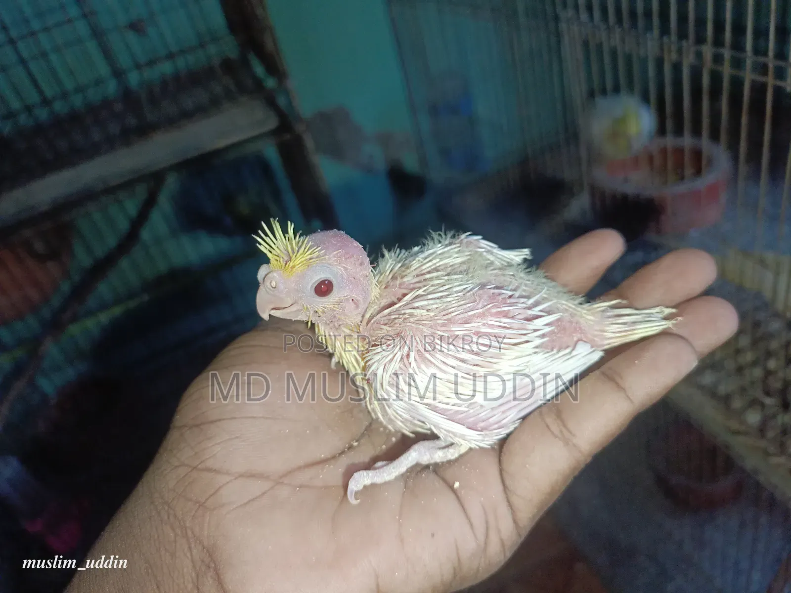ককাটেল বেবি