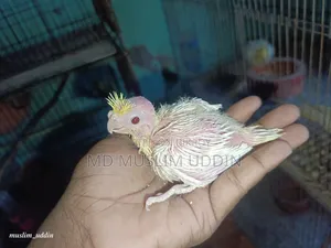 ককাটেল বেবি