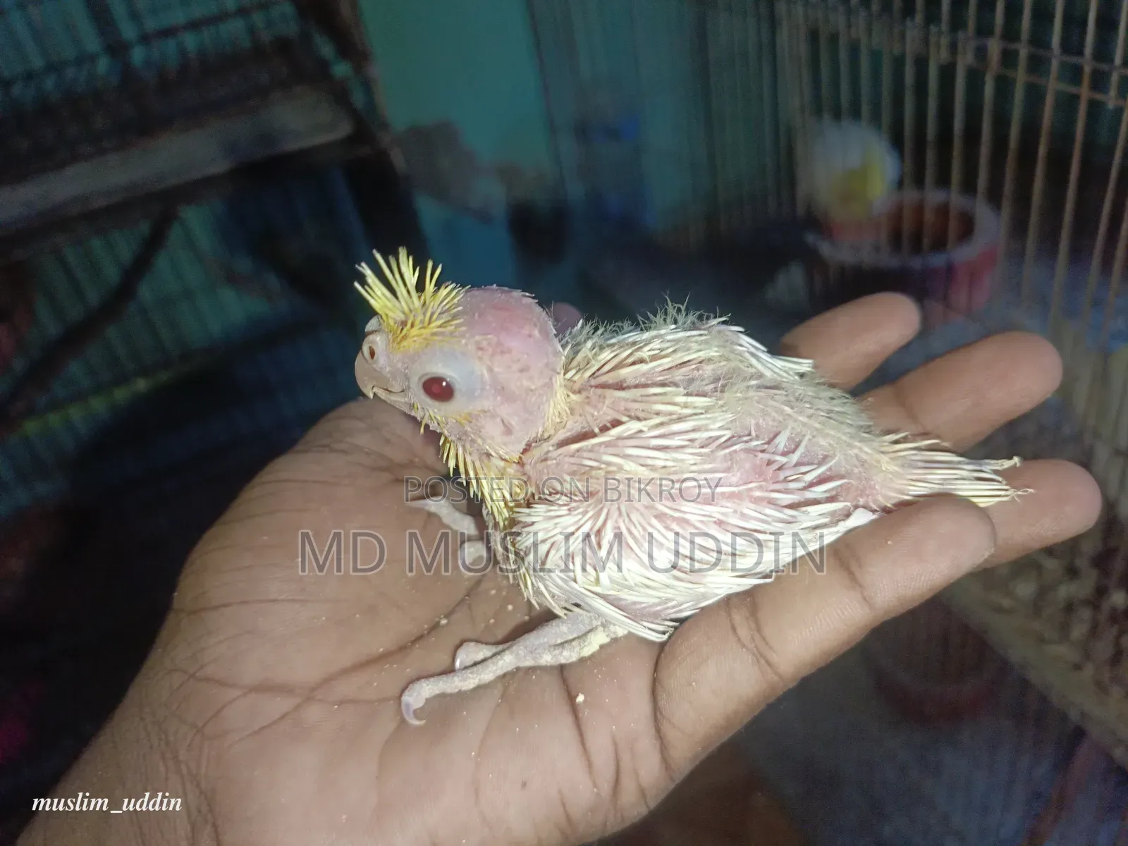 ককাটেল বেবি