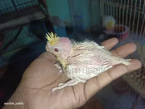 ককাটেল বেবি