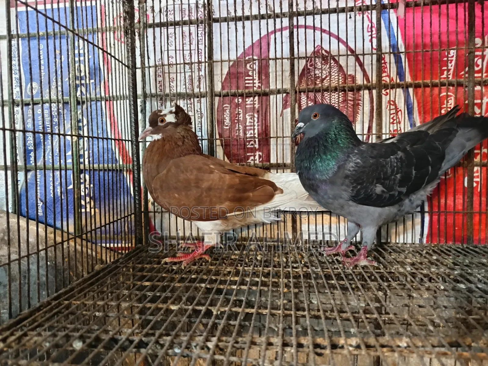 গোল্লা কবুতর