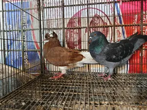 গোল্লা কবুতর