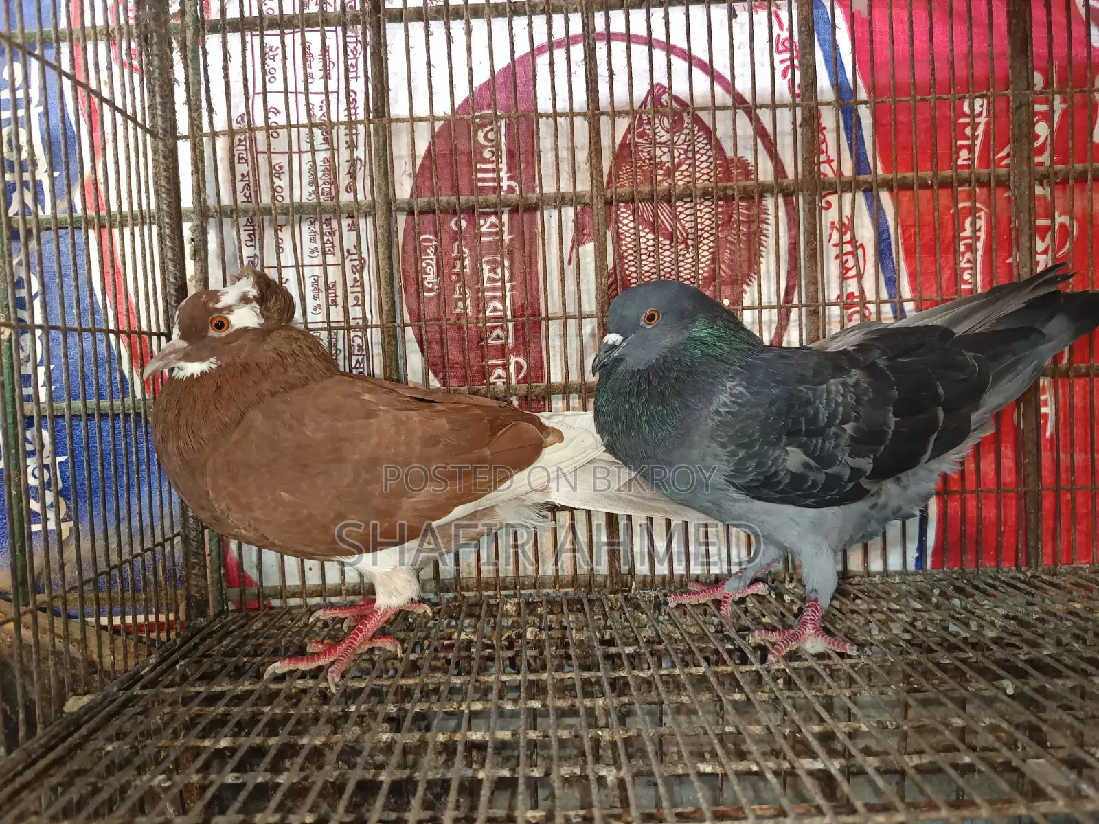 গোল্লা কবুতর