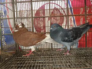 গোল্লা কবুতর