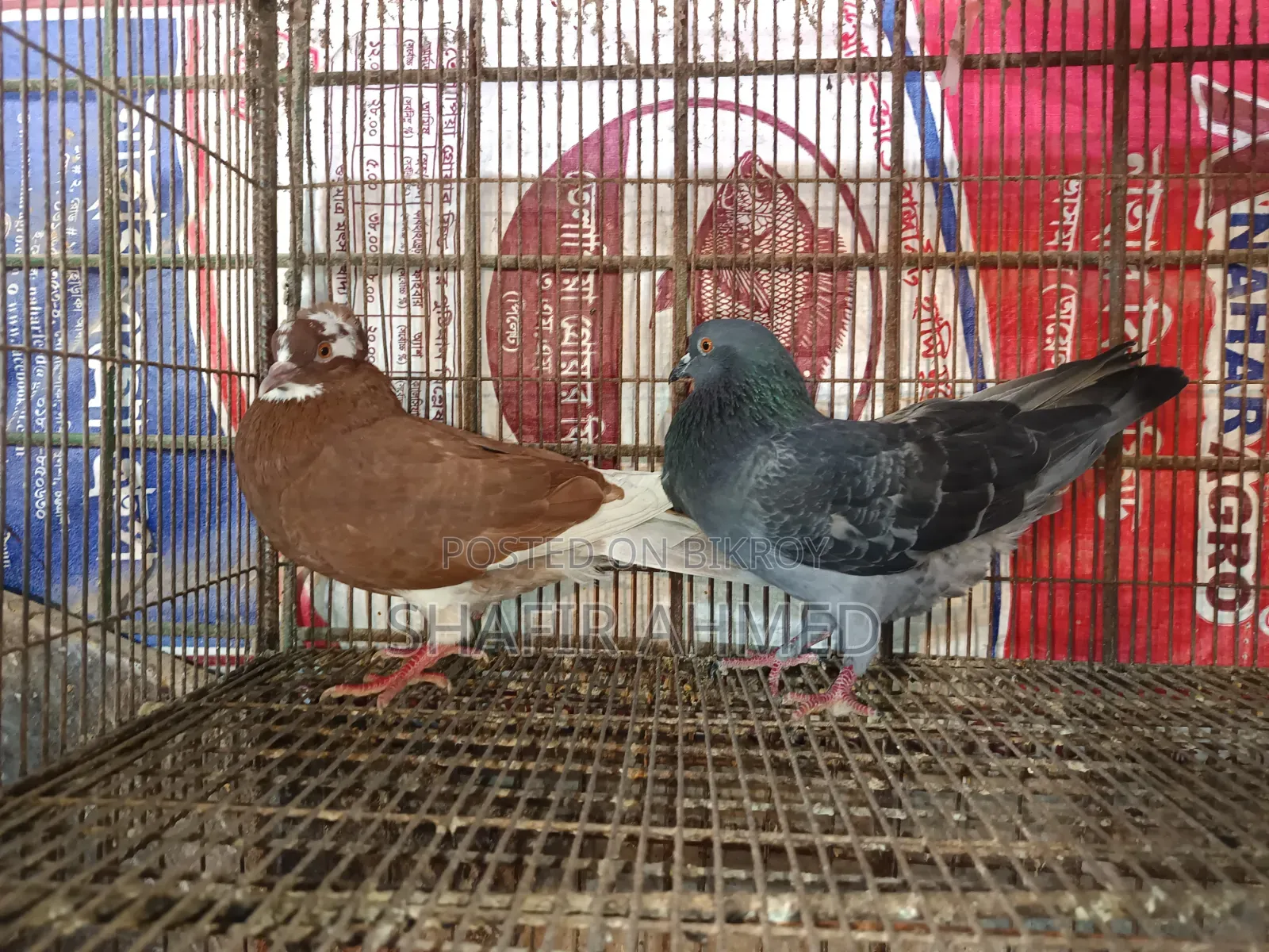 গোল্লা কবুতর