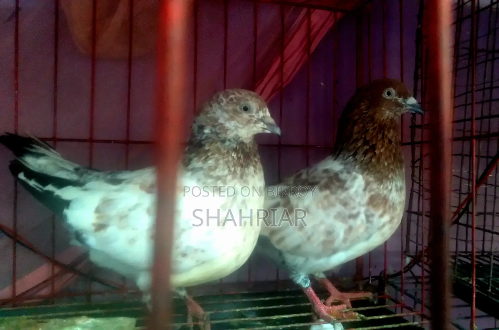 কবুতর মিলিটারি জোড়া রানিং