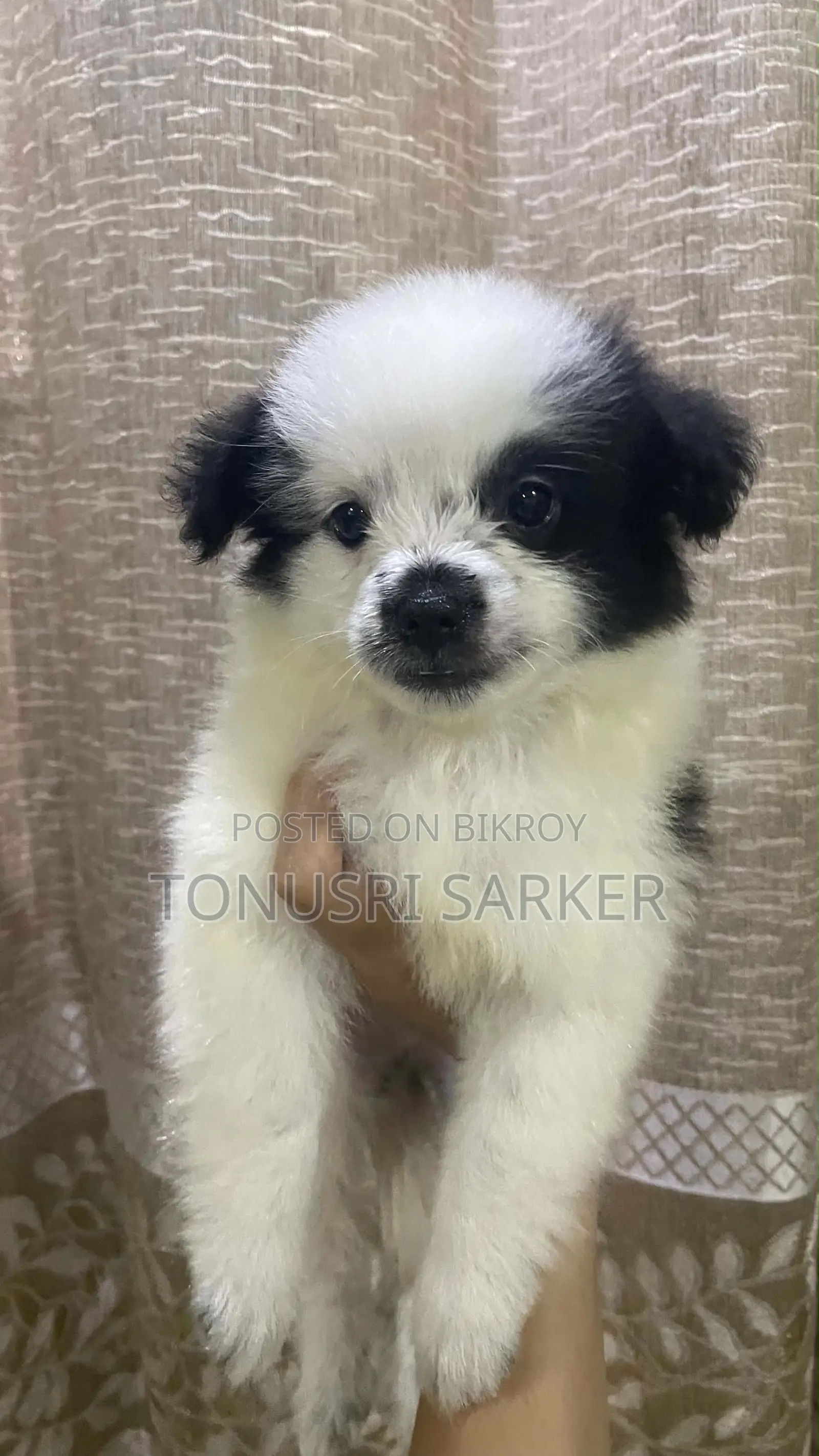 1-3 Months Male Purebred Lhasa Apso