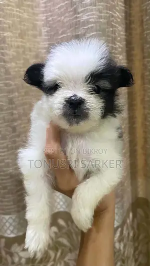 1-3 Months Female Purebred Lhasa Apso