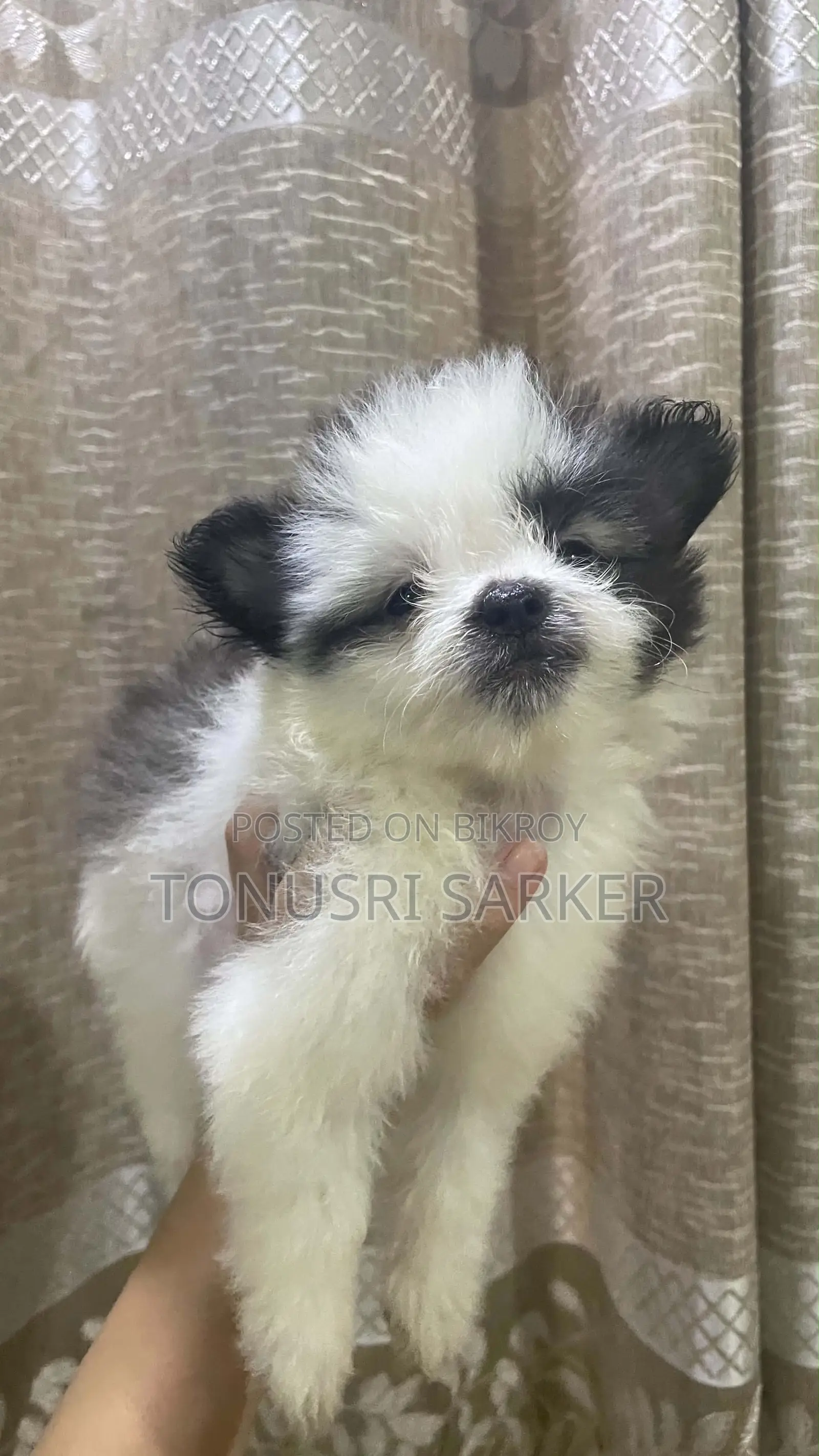 1-3 Months Female Purebred Lhasa Apso