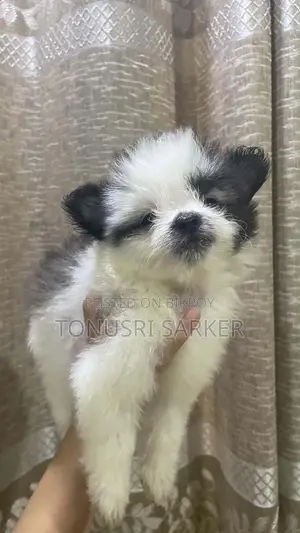 1-3 Months Female Purebred Lhasa Apso