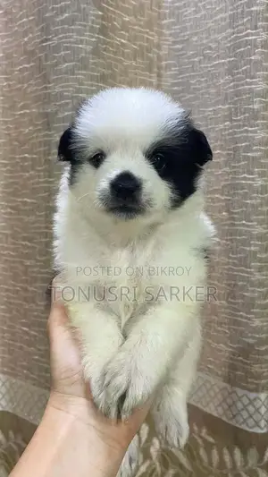 1-3 Months Male Purebred Lhasa Apso