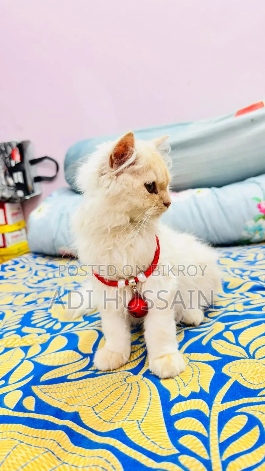 ৩-৬ মাস বয়সী ফিমেল পিওরব্রেড পার্সিয়ান