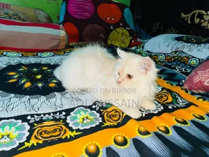 ৩-৬ মাস বয়সী ফিমেল পিওরব্রেড পার্সিয়ান