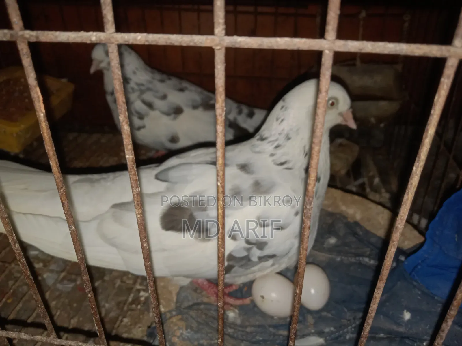 Pigeon Bird
