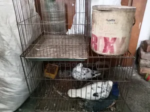 Pigeon Bird